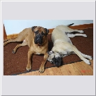 Kenoa and Clint's Oscar & Lilly and Clint's Jasmine same owners Sue & Guy.jpg